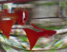 Albino Red Moscow URGENT SALE!!!